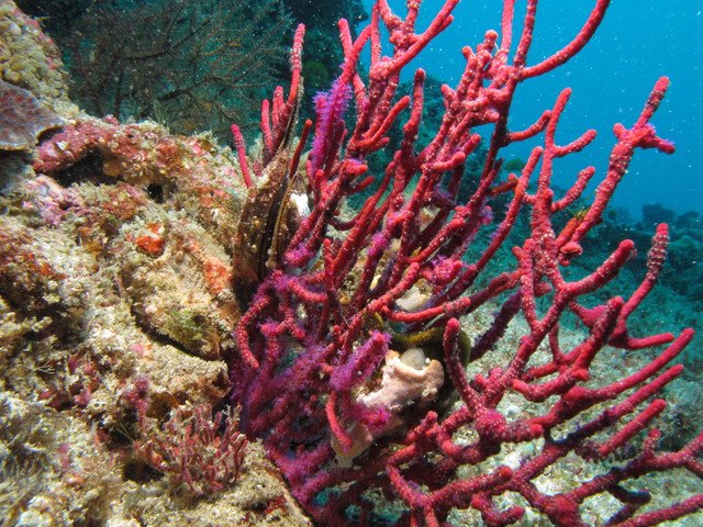 coral reef design
