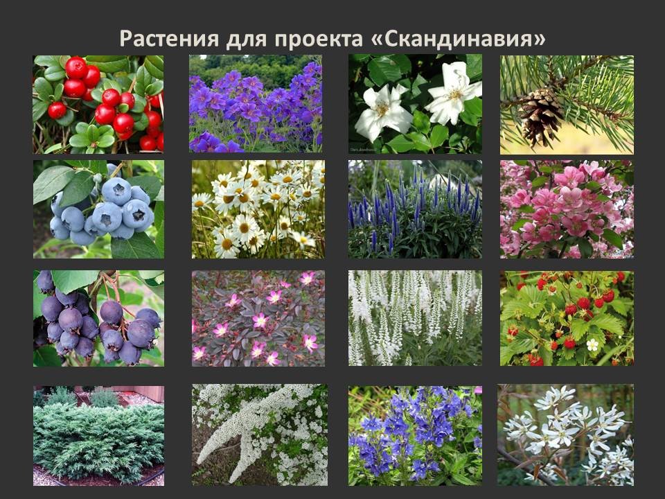 "Скандинавия"