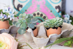 DIY : Une décoration de Pâques fleurie avec des succulentes