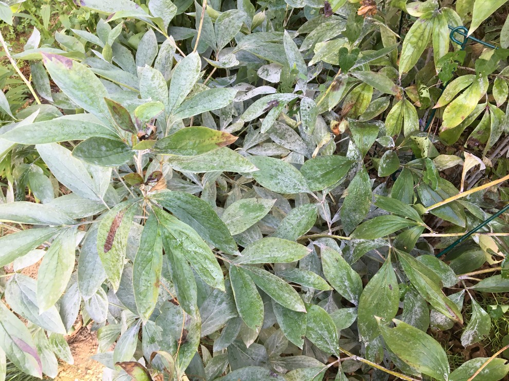 What is on my peony leaves?