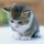 kitty_ahmad