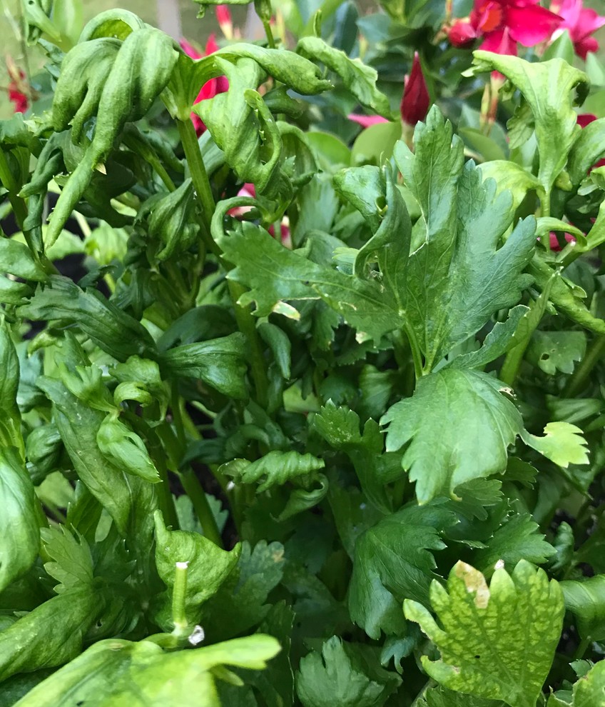 My celery leaves are curled don't know what is causing this