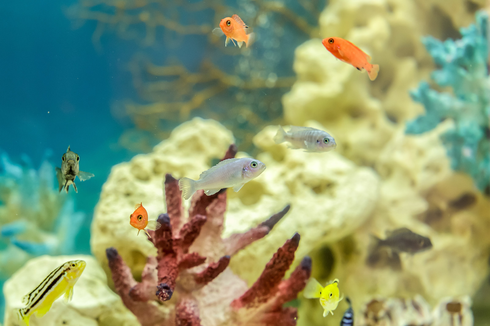 Прозрачная гостиная