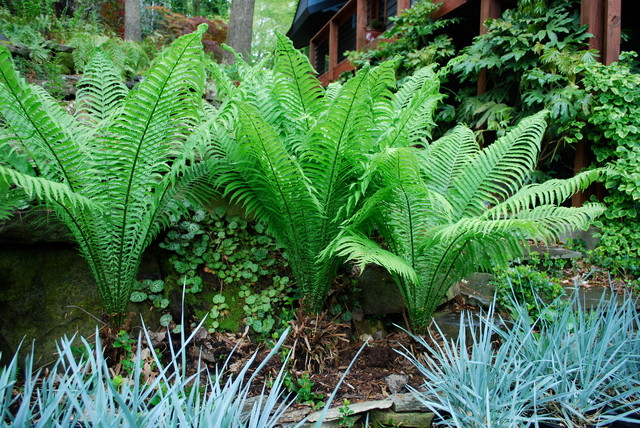 Image result for landscaping with ferns