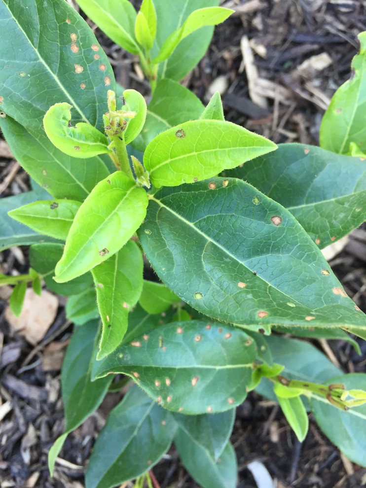 What's eating my viburnums