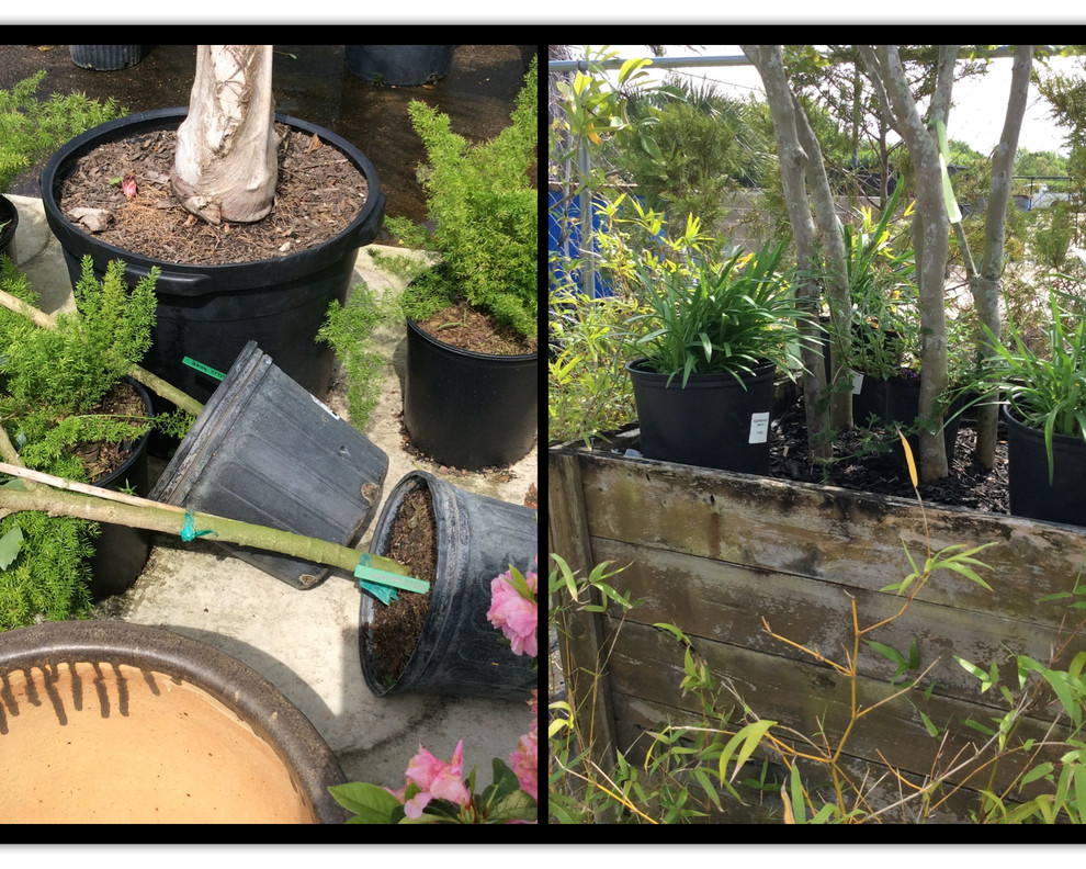 Texas Best Nursery Revitalization