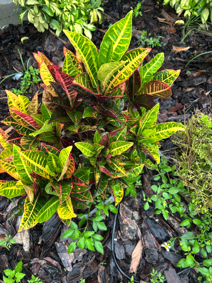 Commercial Front Yard Refresh