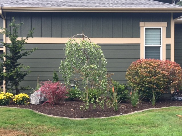 After: south side house foundation planting bed - Traditional - Landscape -  Seattle | Houzz