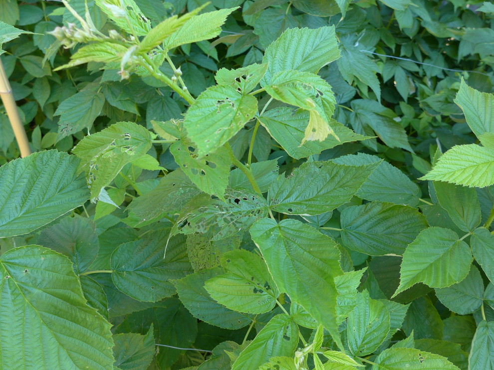 Beetles chewing holes in raspberry leaves