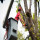 Santa Ana Tree Service