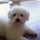 carol_hsu