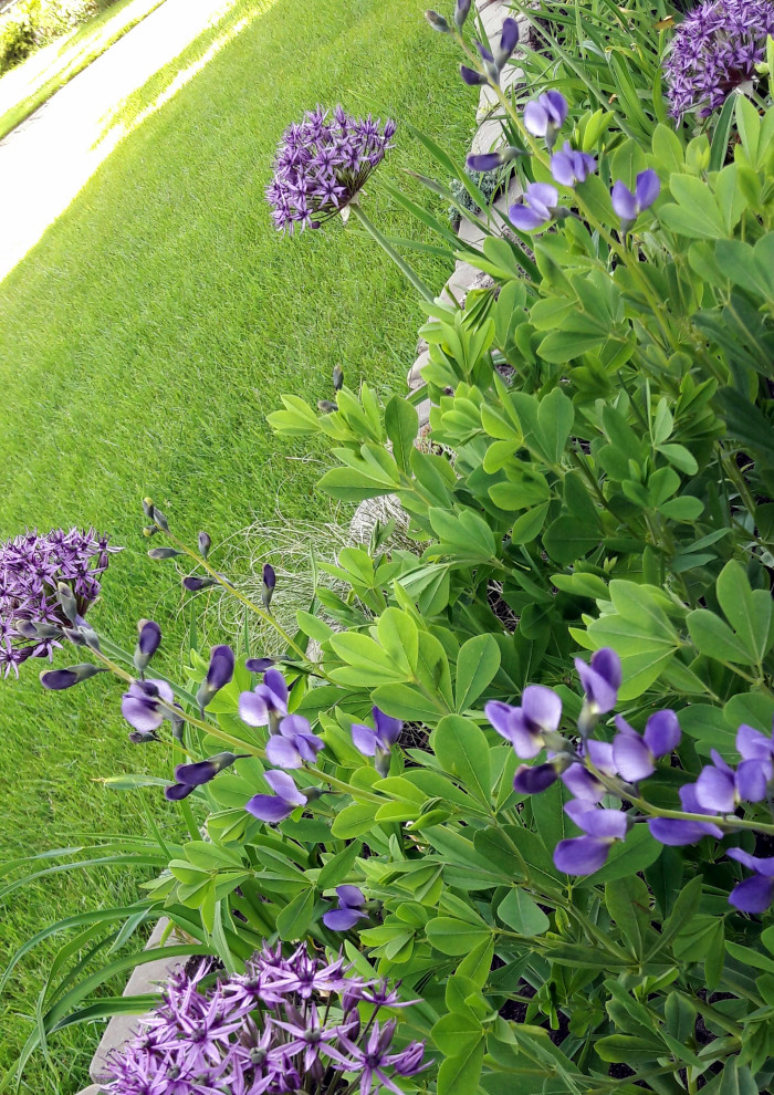 Цвет  года 2022  в ландшафтном  дизайне