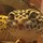 kidwithlizards