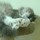 dottycat
