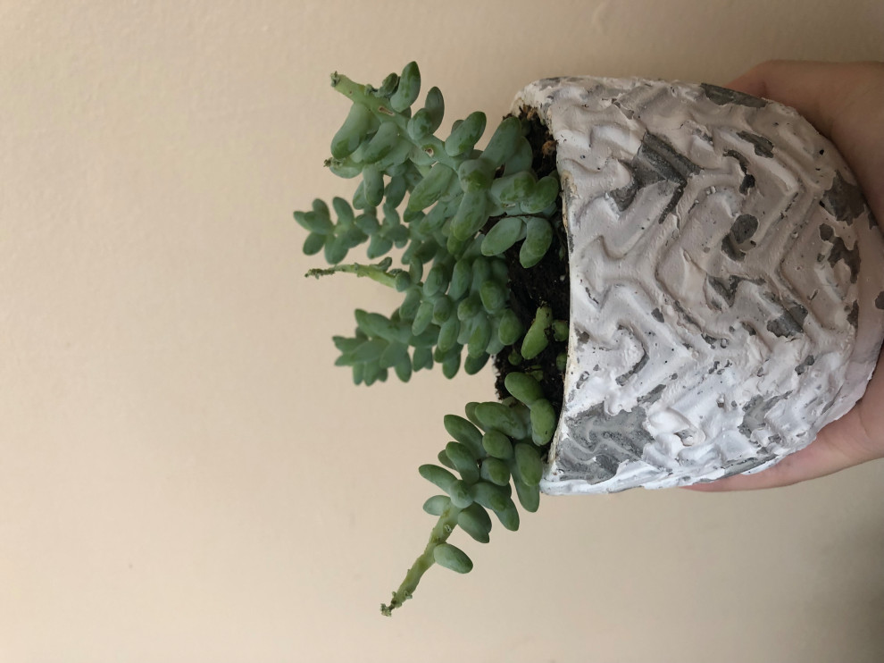 Why are the leaves falling off my succulent?