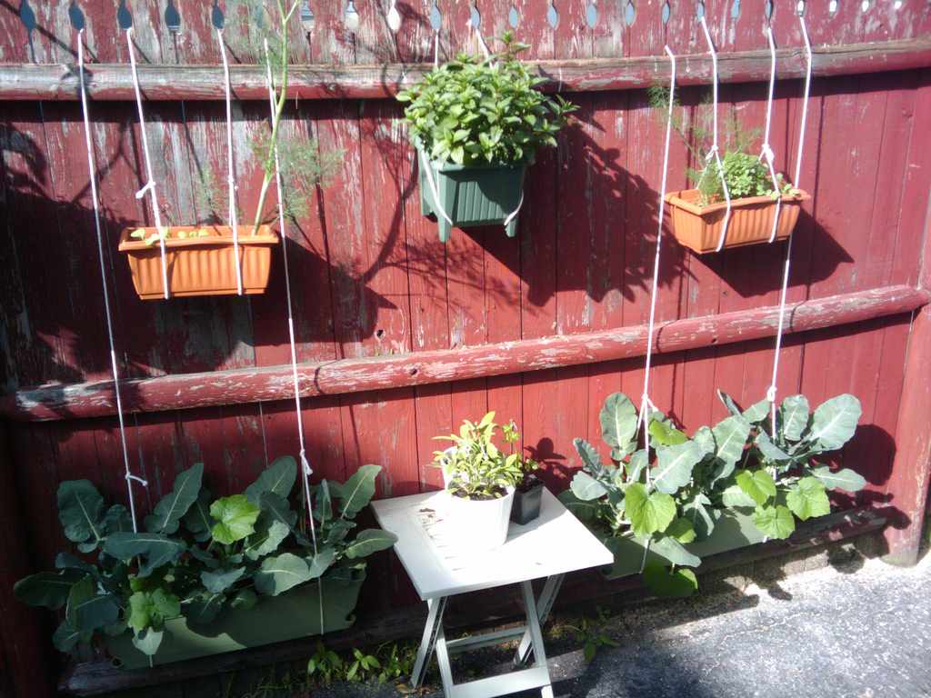 How to Make a Small Kitchen Garden: Easy Steps for Beginners