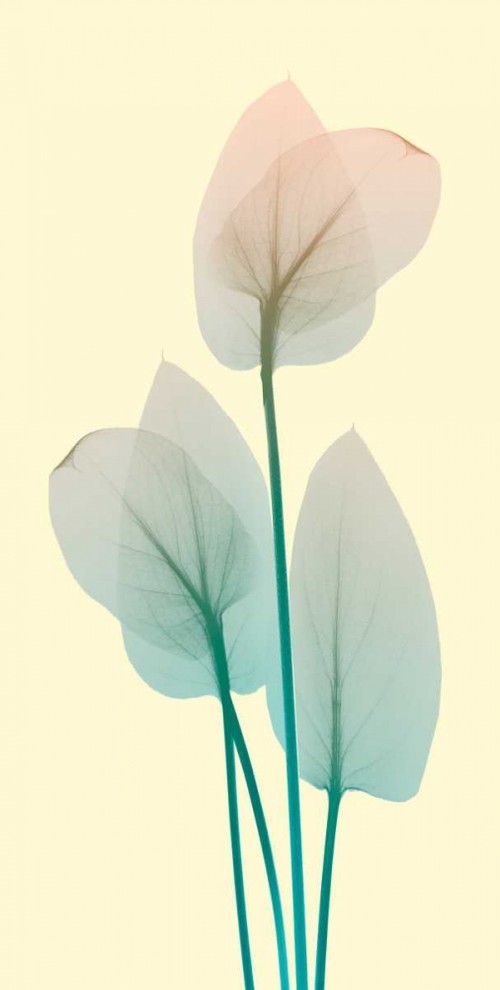"Blissful Bloom 1" Poster Print by Albert Koetsier, 10"x20"