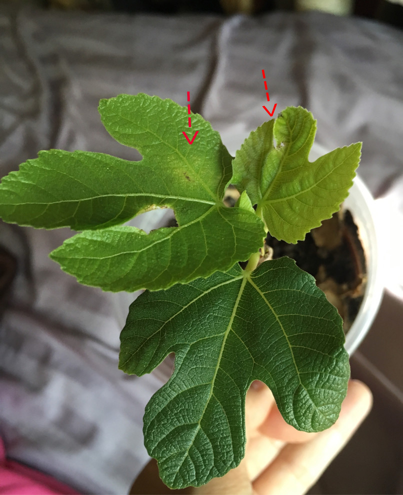 Is this FMV on my cutting?