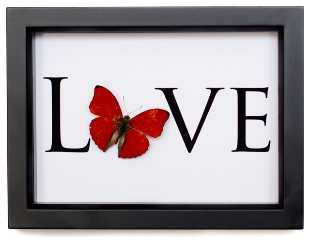 Butterfly Love Framed Insect Shadowbox Display - Traditional - Picture ...