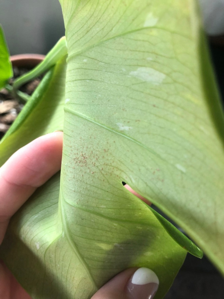 HELP! Thai Constellation has brown bumps on underside of leaves. | Houzz  Forum
