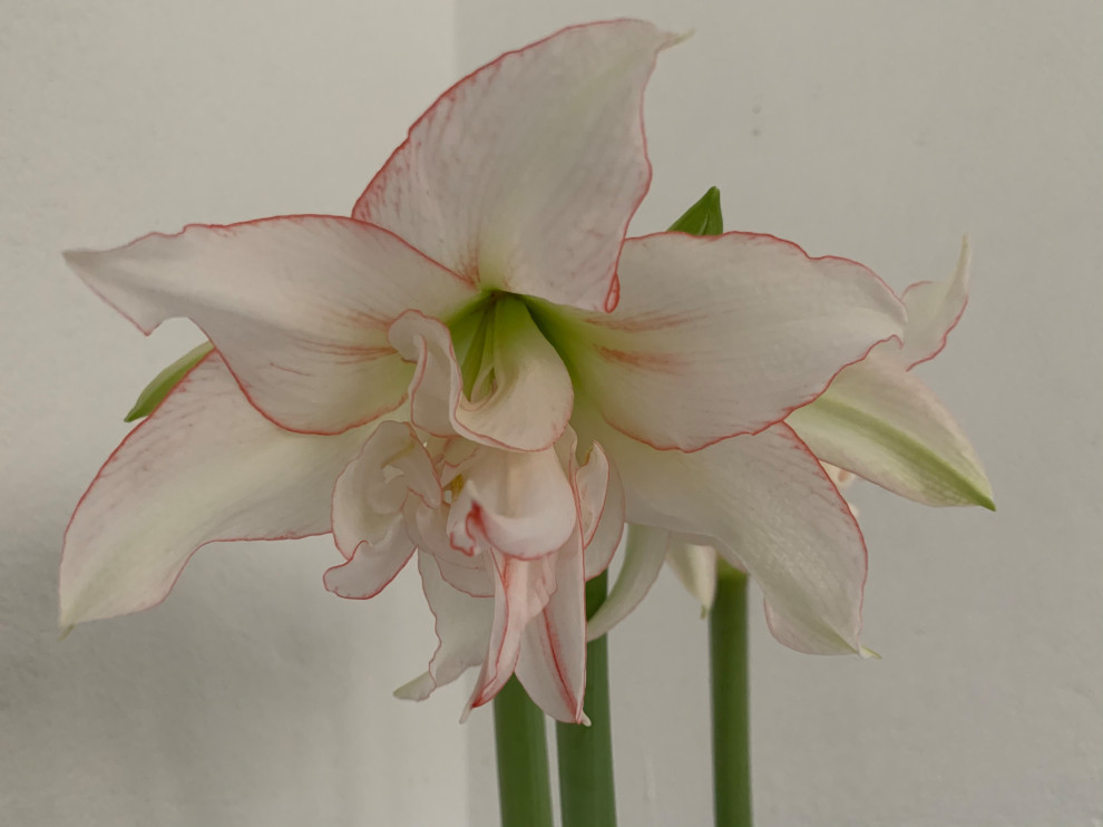 Photo of the bloom of Amaryllis (Hippeastrum 'Pink Flush') posted