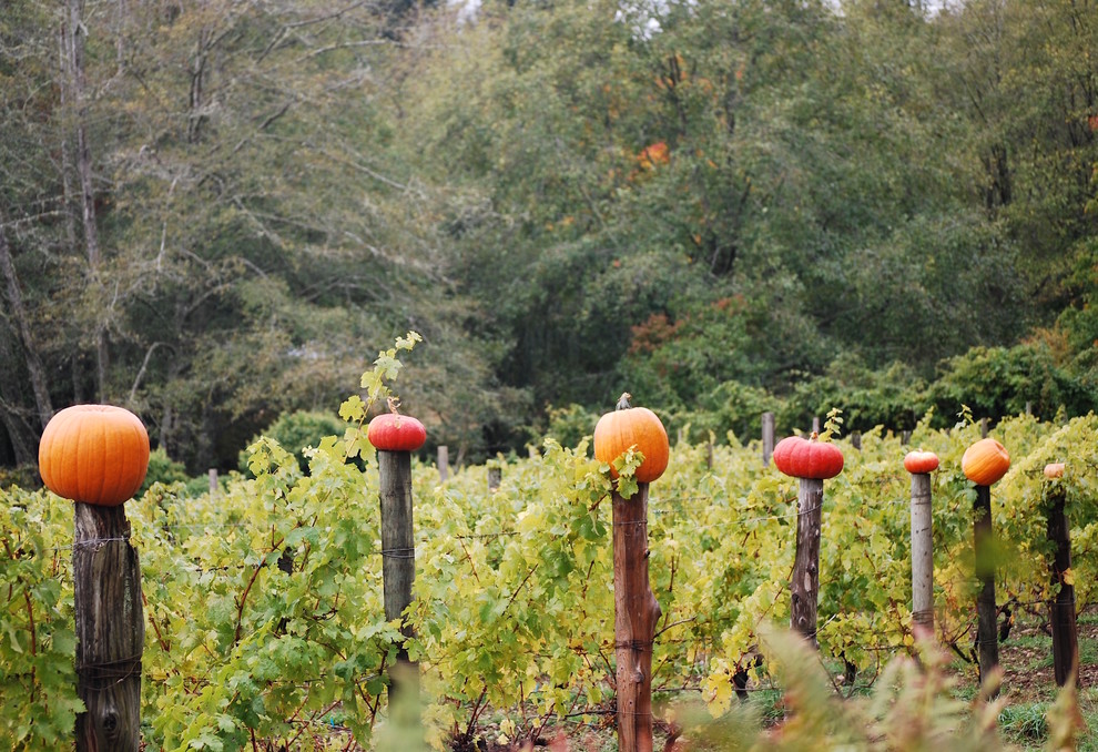 Photo of a farmhouse landscaping in Seattle for fall.