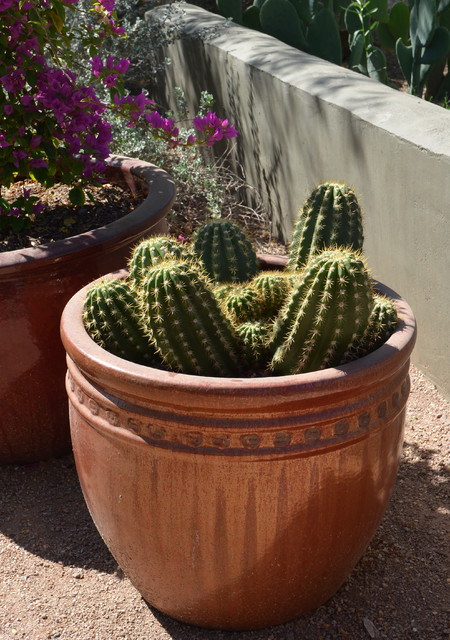 How to Plant a Cactus Container Garden