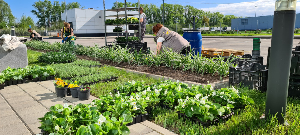 Посадка растений, озеленение