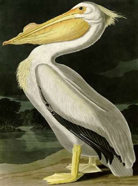 "American White Pelican" Poster Print by John James Audubon, 9"x12"