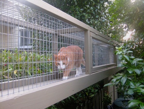 How to Build a Safe and Stylish Catio
