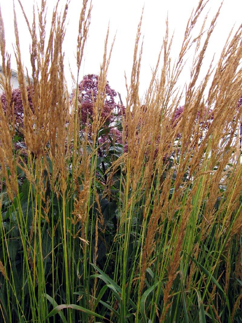 Great Design Plant: Feather Reed Grass, image size:800x1067
