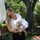 laney_preheimcancilla