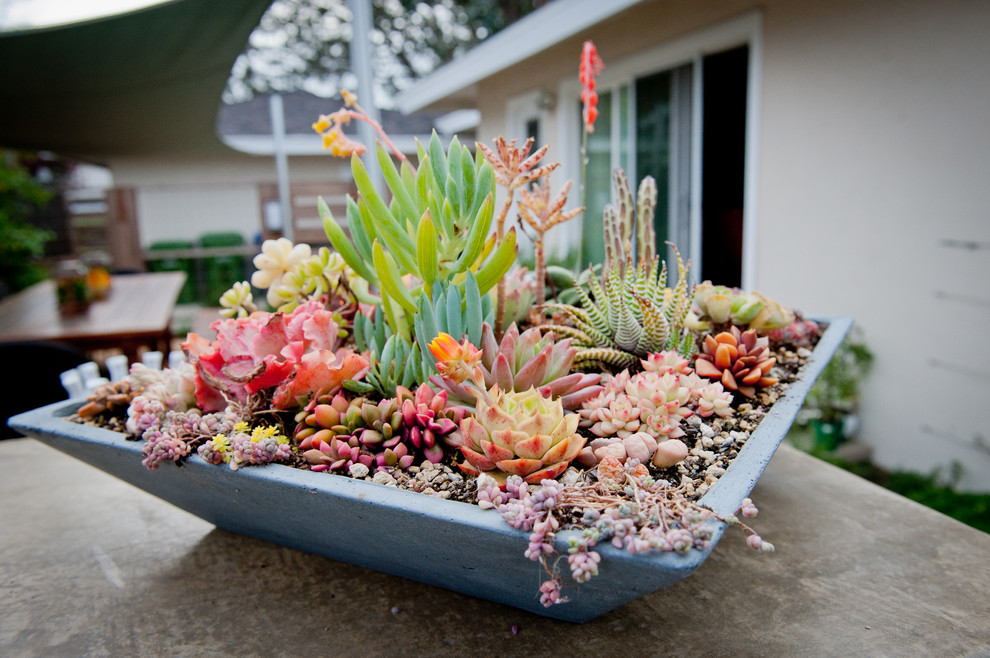 Photo of a mid-sized beach style backyard garden in Los Angeles with a container garden.