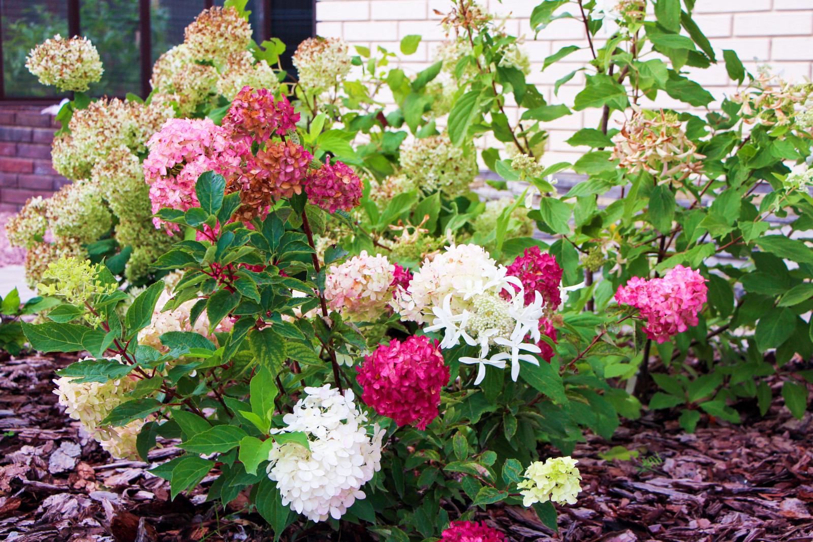 Петровское, 2018-2020 гг.