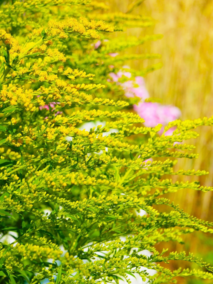 Favorite Plants
