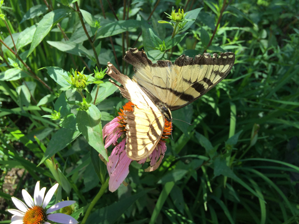 Butterfly Garden - Bluestone Patio