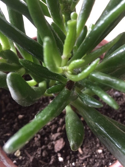 Large Blackbrown Spots On Gollum Jade Crassula Ovata 6239