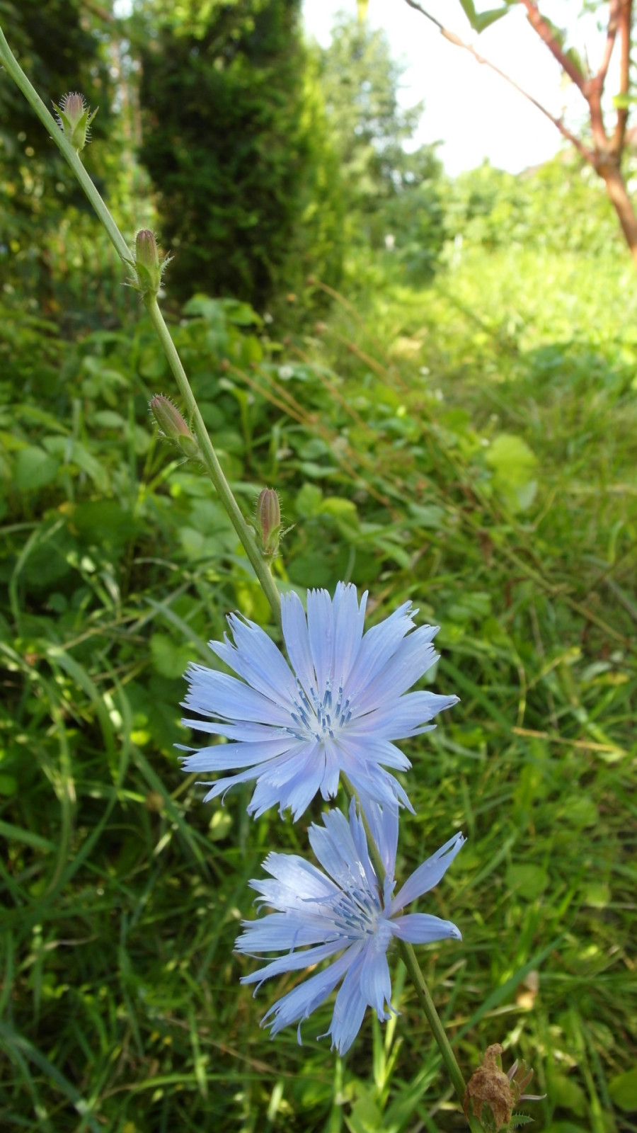 Цветники в природном стиле