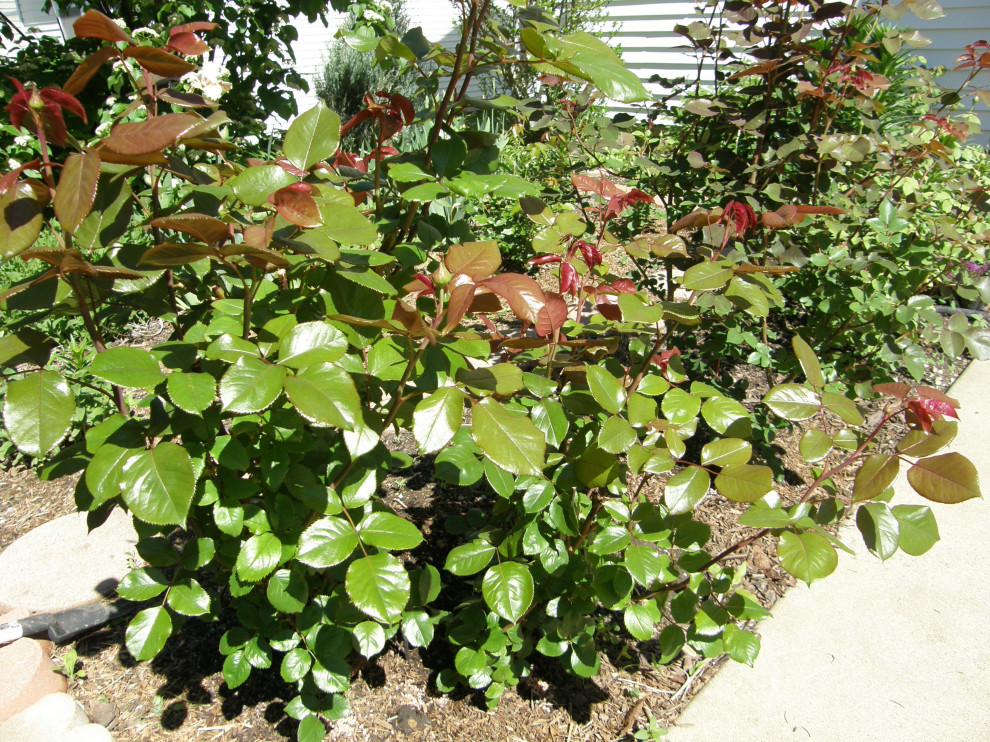 LEGEND OF THE FALL® Fothergilla - Garden Crossings