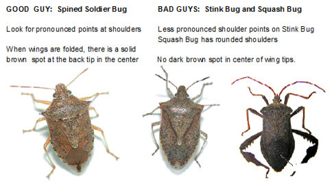 Stoldier, Stink, and Squash Bugs. How to tell.