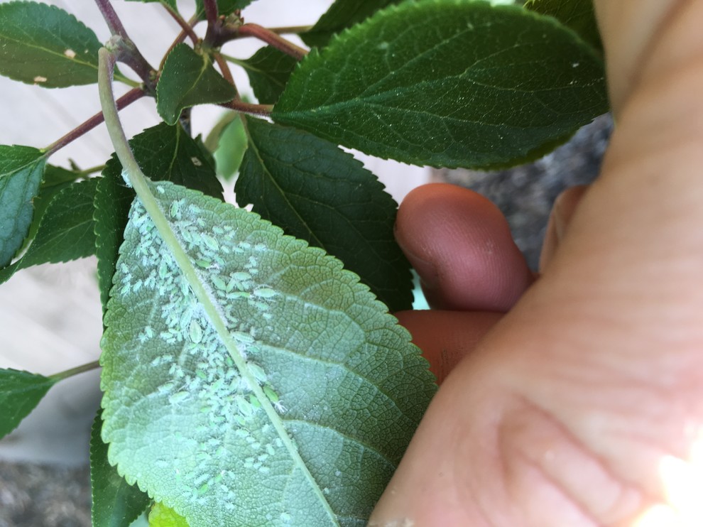 Millions of bugs on plum tree