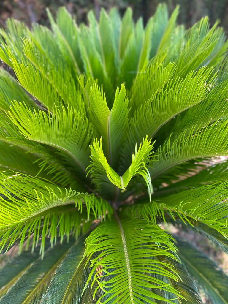 Diseño y Ejecución de jardín íntero