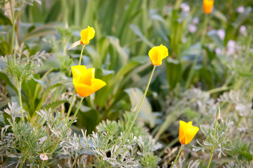 Inspiration for a transitional drought-tolerant and full sun landscaping in Los Angeles for spring.