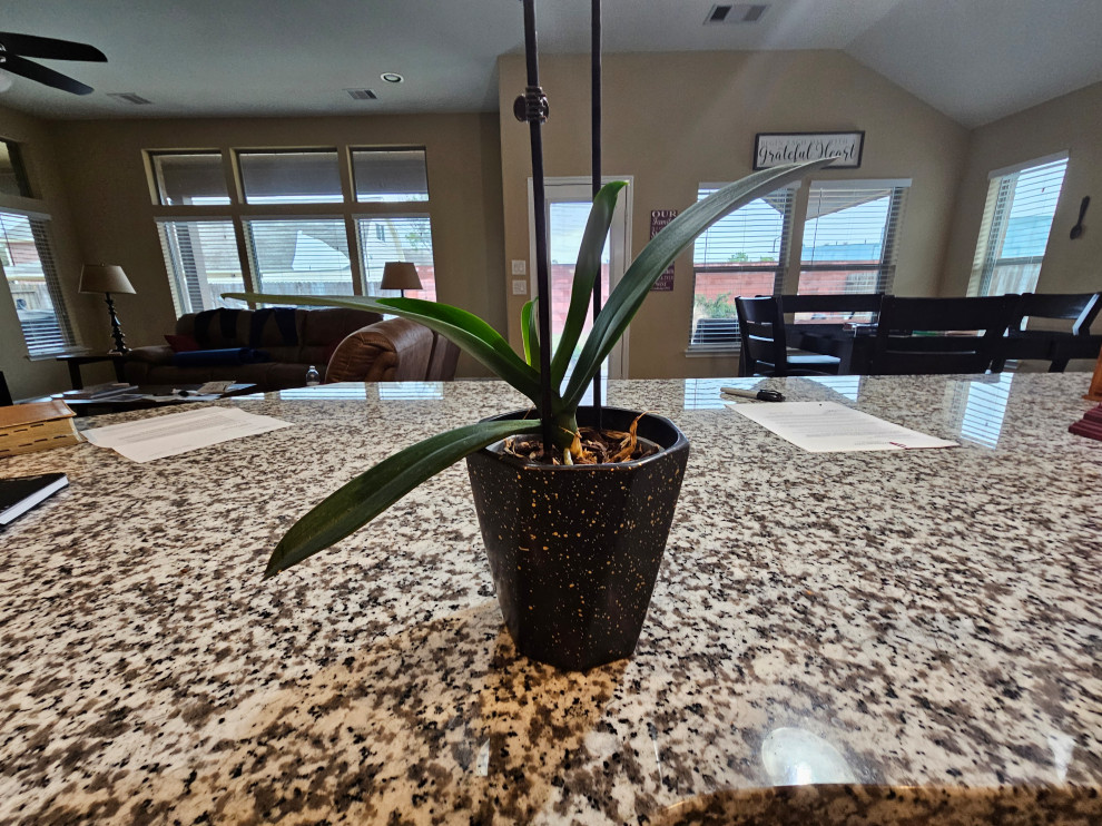 Will Orchid stem regrow? NEWBIE