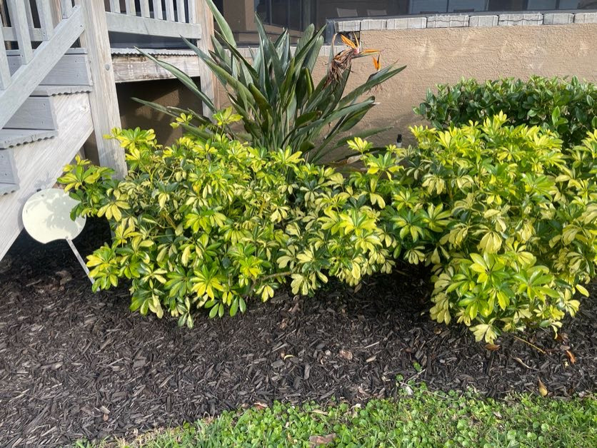New Fresh Mulch