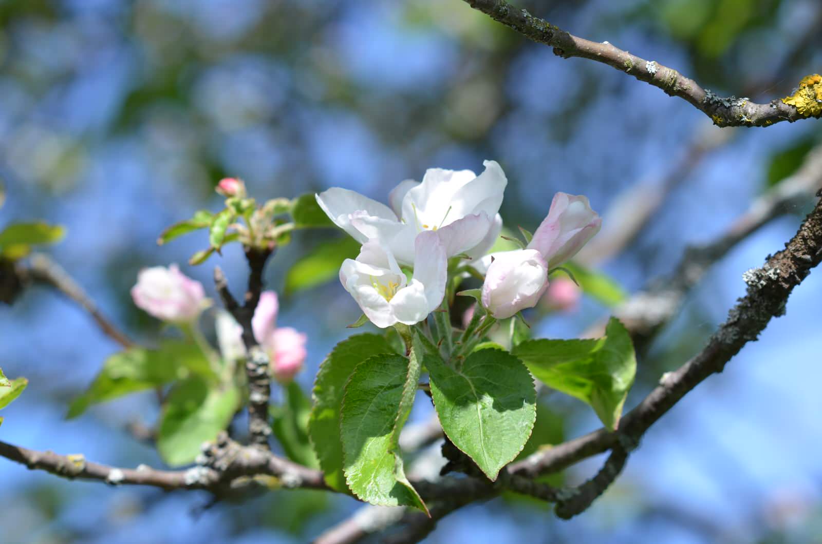 Садовый участок - весна