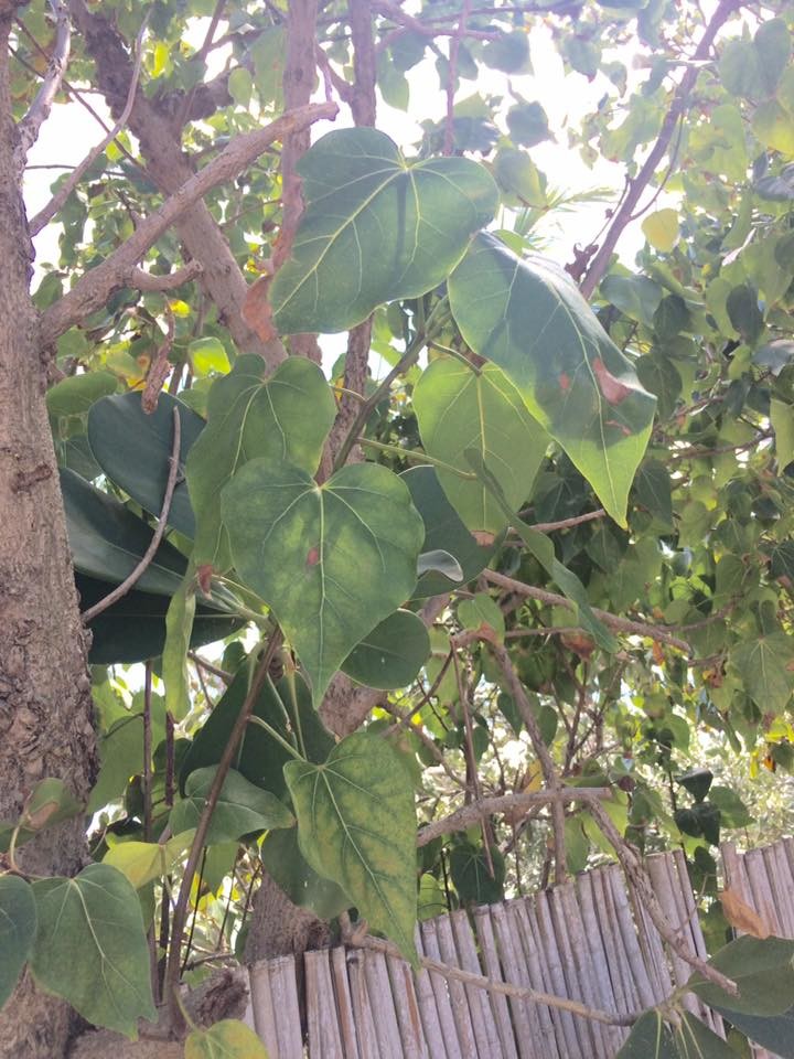 Tree Identification help