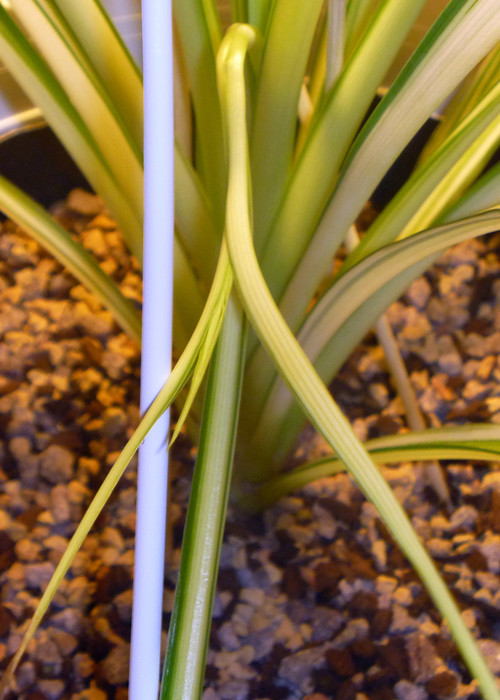 What is this structure growing from Spider plant? Not
