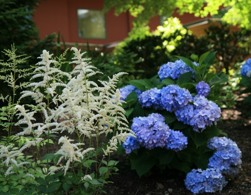 A pairing of Astilbe and Hydrangea