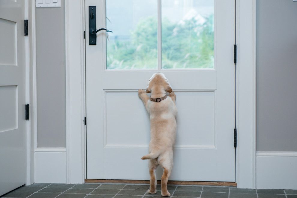 This is an example of a mid-sized contemporary mudroom in Portland Maine with blue walls, slate floors, a single front door and a white front door.